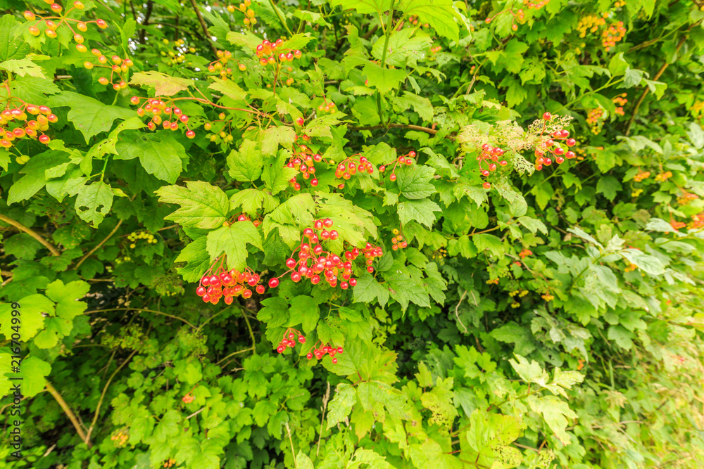 Close-up of red berries of Guelder rose, Viburnum opulus, against background of green leaves Close-up of red berries of Guelder rose, Viburnum opulus, against background of green leaves