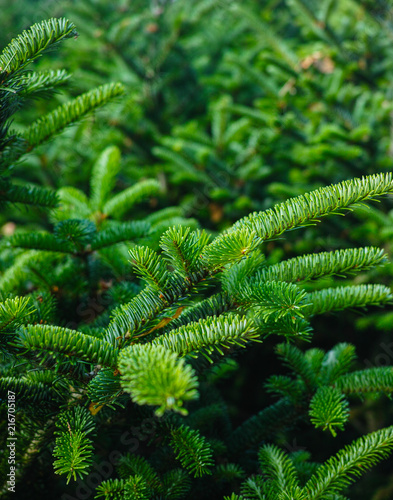 Plantatnion of young green fir Christmas trees, nordmann fir and another fir plants cultivation, ready for sale for Christmas and New year celebratoin, close up