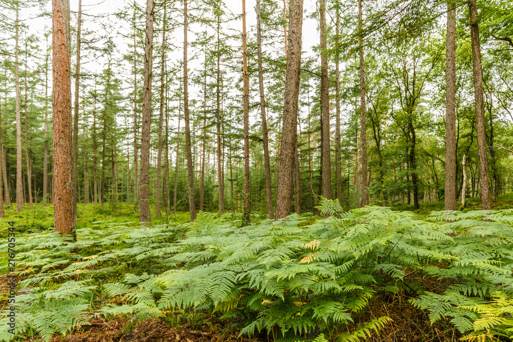 Summer landscape with mixed forest of conifers and deciduous trees with undergrowth of blueberry and ferns on the Ramenberg in the Dutch province of Gelderland Summer landscape with mixed forest of conifers and deciduous trees with undergrowth of blueberry and ferns on the Ramenberg in the Dutch province of Gelderland