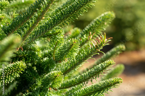 Plantatnion of young green fir Christmas trees, nordmann fir and another fir plants cultivation, ready for sale for Christmas and New year celebratoin, close up photo