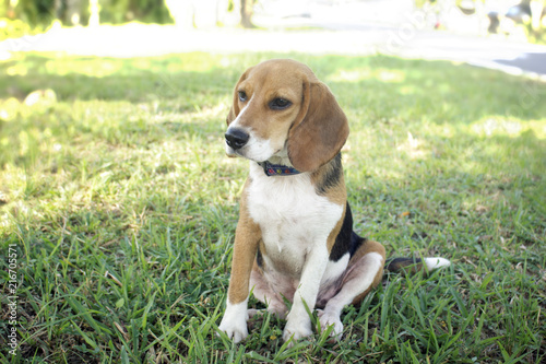 Cute beagle dog sitting in the lawn.