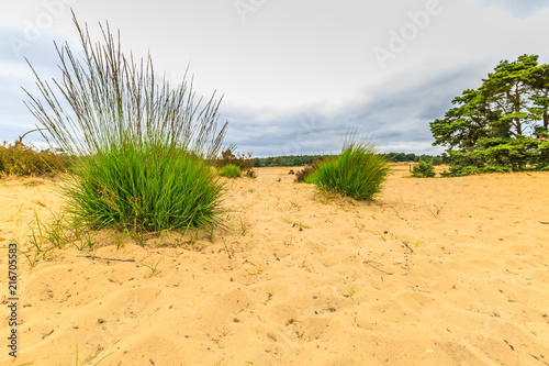 Close up of green grass poll in dry sand drift from low point of view in the landscape Rozendaalse Veld in the Dutch province of Gelderland against sky with gray clouds