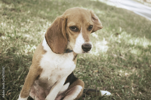 Cute beagle dog sitting in the lawn.