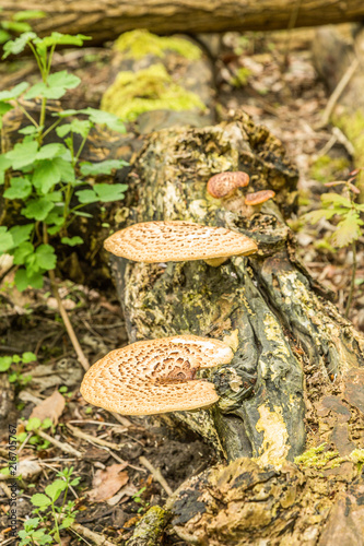 Close up of saddle mushroom, Polyporus squamosus, on dead tree trunk photo