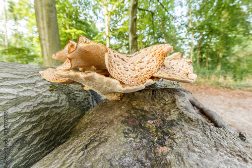 Close up of saddle mushroom on dead tree trunk with on a blurred background a forest during the summer season photo