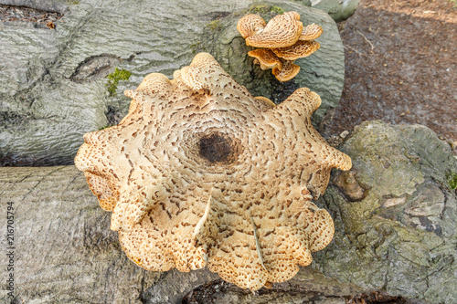 Close up of saddle mushroom on dead tree trunk with on a blurred background a forest during the summer season photo