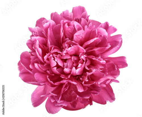 Fototapeta Naklejka Na Ścianę i Meble -  pink peony flower isolated on white background close up