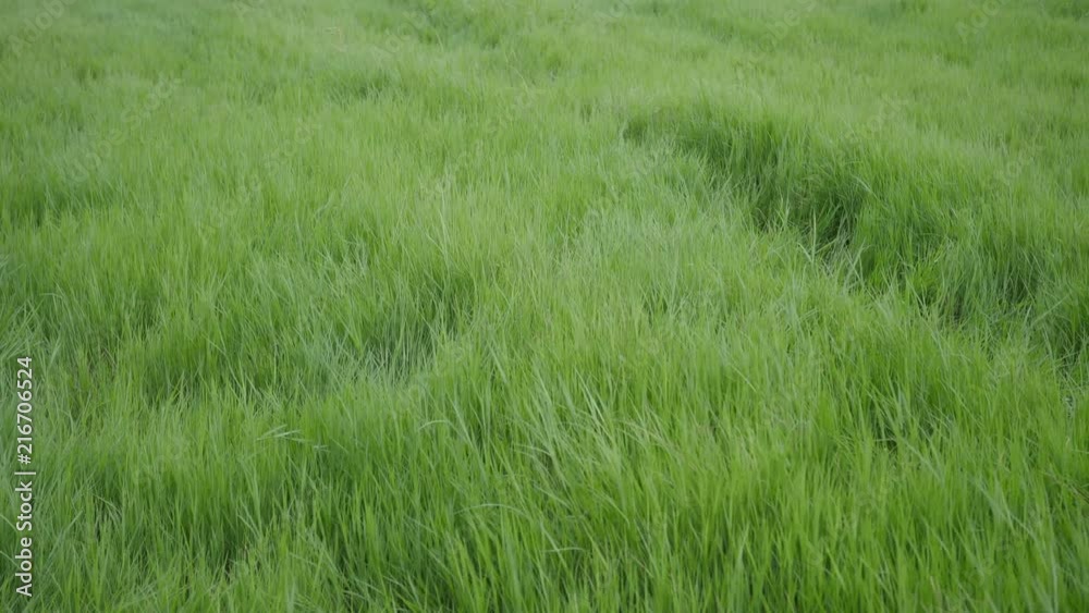 green grass with blowing wind