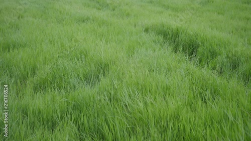 green grass with blowing wind