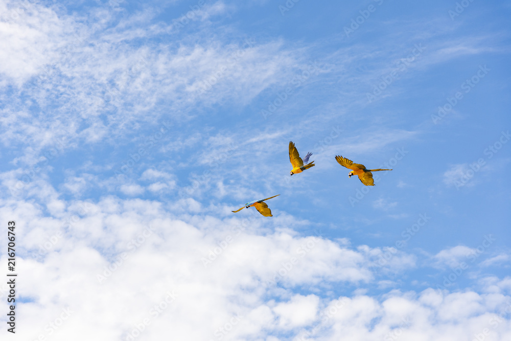Blue macaws flying