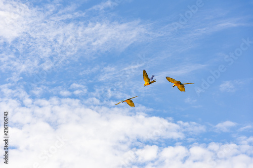 Obraz na płótnie Blue macaws flying w salonie