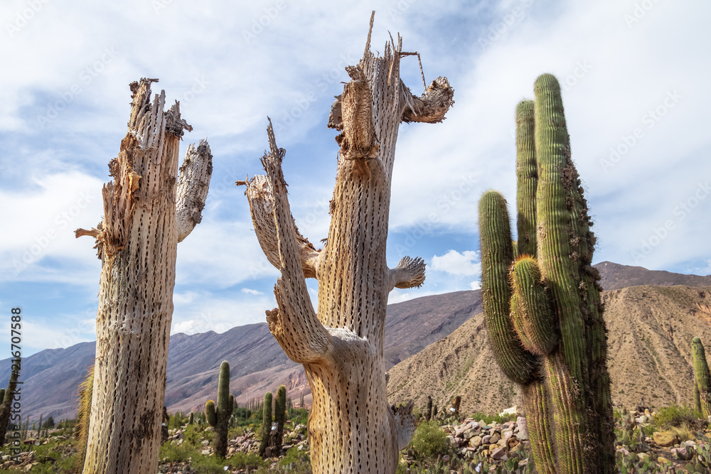 Cardones Cactus wood at Pucara de Tilcara pre-inca ruins - Tilcara, Jujuy, Argentina