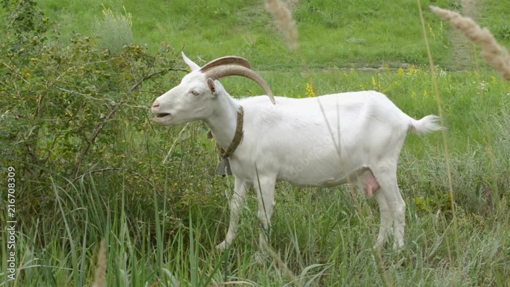 Young white goat grazes on a green meadow on bright sunny day. Rural scene. Close-up. Young white goat grazes on a green meadow on bright sunny day. Rural scene. Close-up.