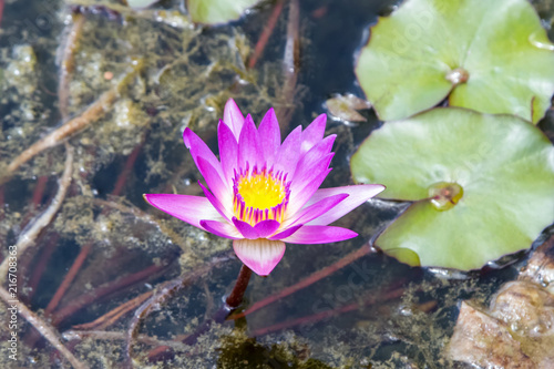 Blossom purple water lily  Nymphaea nouchali