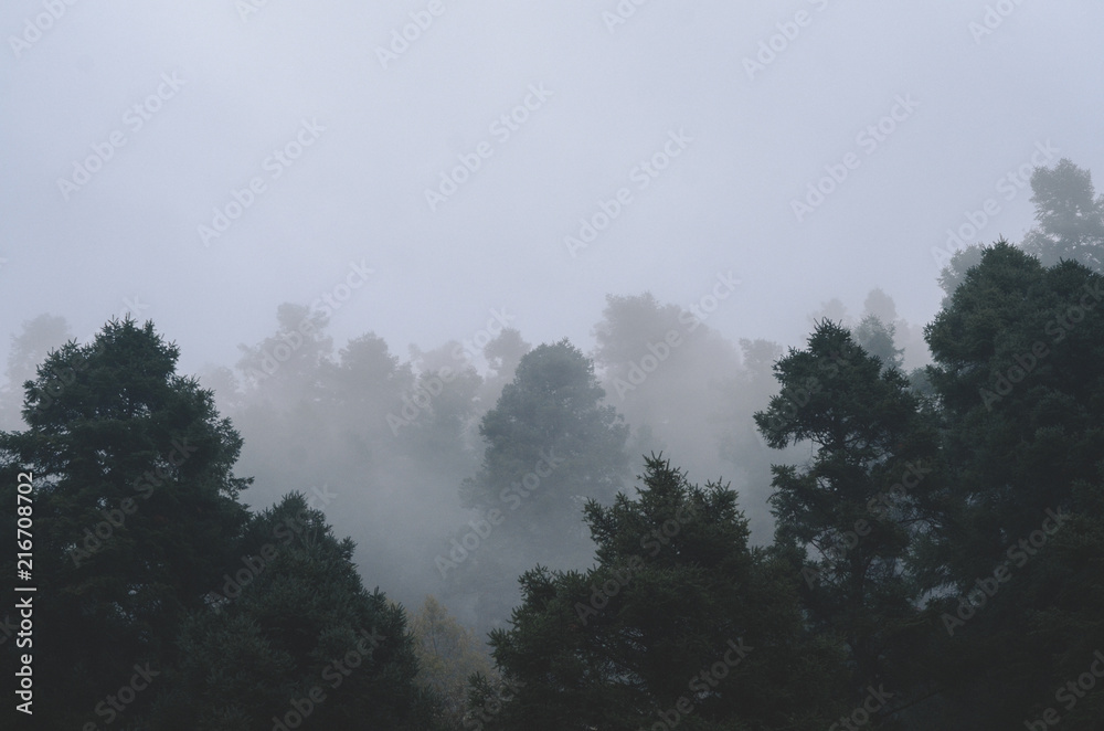 Naklejka premium Forest