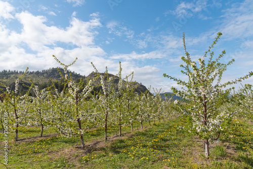 Rows of blooming apple trees in orchard with mountains and blue sky in background