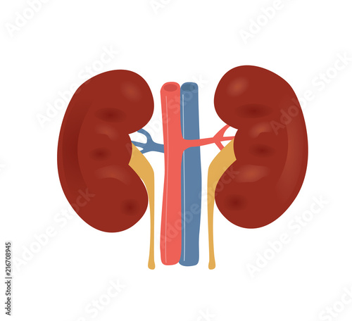 Normal kidney anatomy