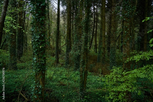 Dark green Spring forest in Ireland