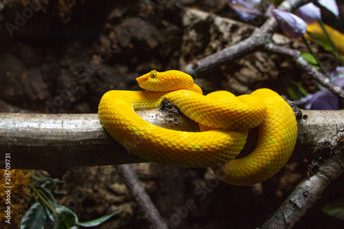 Bothriechis schlegelii the eye lash viper snake