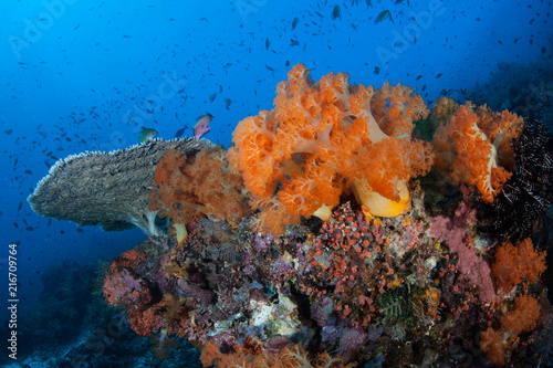 Soft Corals Flourish on Coral Reef in Komodo National Park