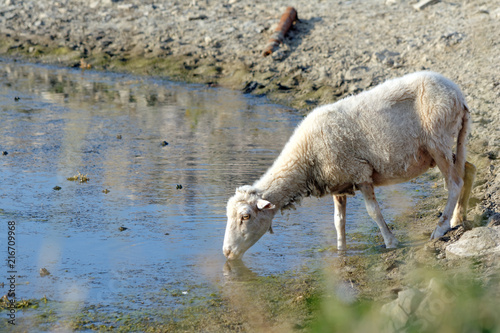 Owca przy wodopoju pij  ca wod  