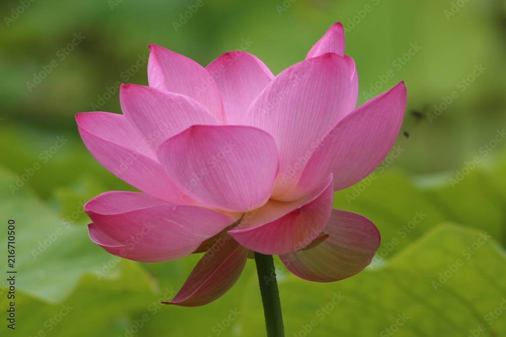 Flor de Lotus