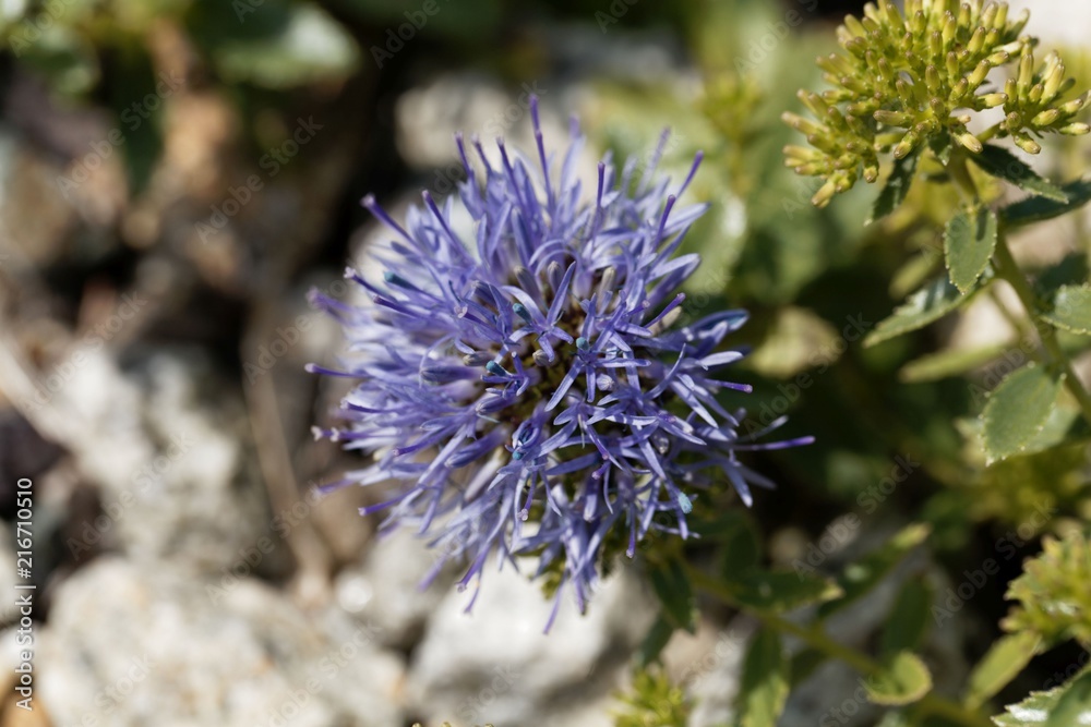 Blossoms of the throatwort Trachelium jaquinii Blossoms of the throatwort Trachelium jaquinii