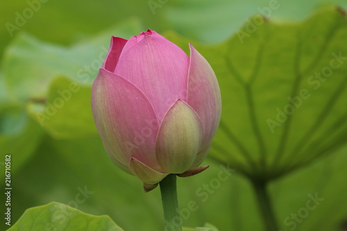 Flor de Lotus