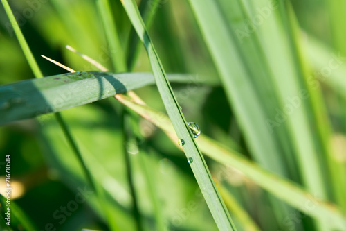 macro green grass with dew drops water