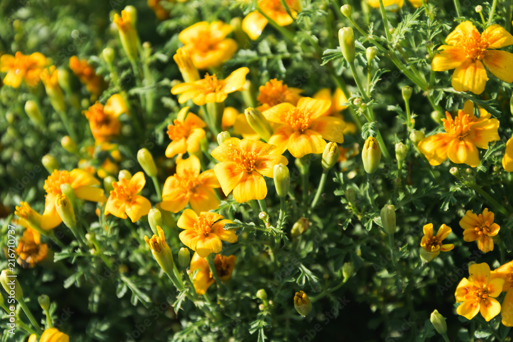 yellow flowers on a green background yellow flowers on a green background