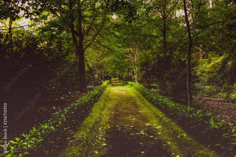 Fototapeta premium Beautiful path in natural park with lush shades of green from all the wilderness in Sao Miguel Azores, Portugal