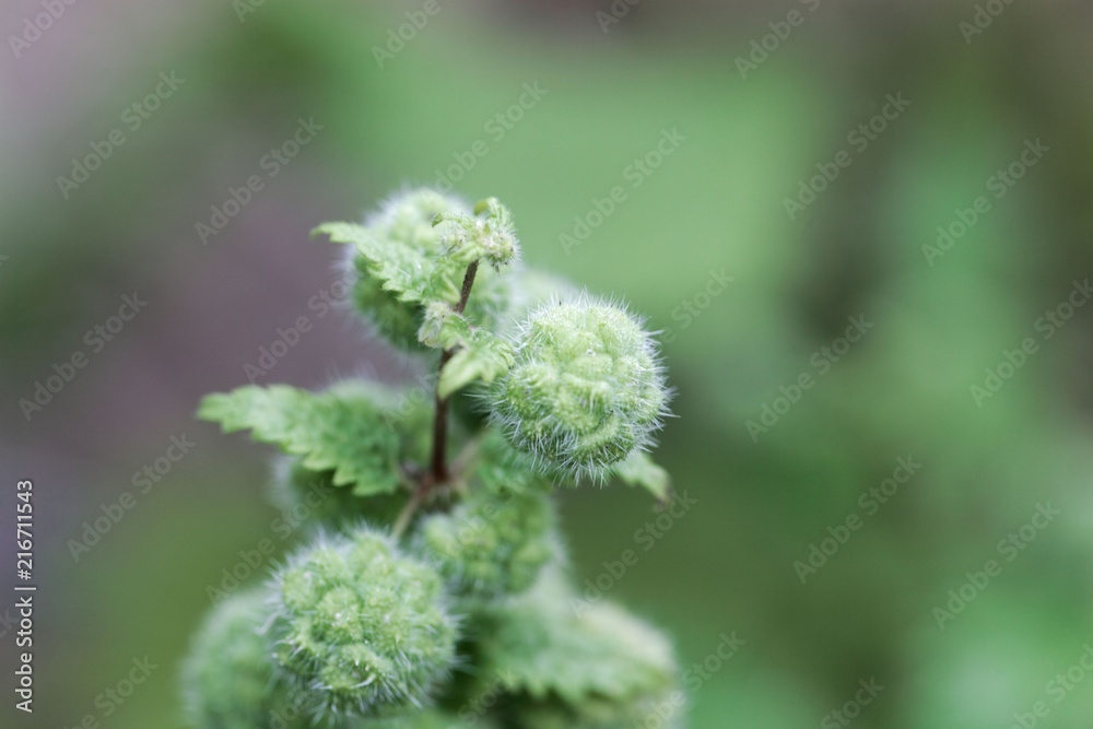Female flowers of a roman nettle (Urtica pilulifera) Female flowers of a roman nettle (Urtica pilulifera)