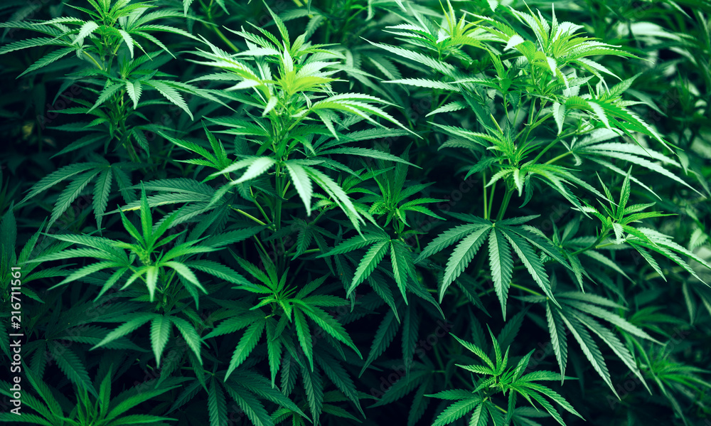 marijuana cannabis marijuana cannabis