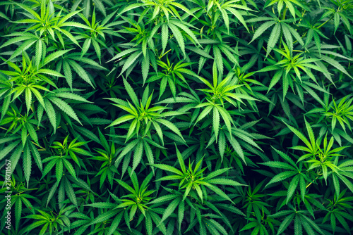 cannabis farm cultivation wallpaper marijuana weed photo