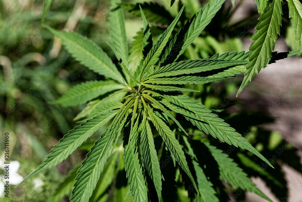 Leaves of a Cannabis sativa plant. Leaves of a Cannabis sativa plant.
