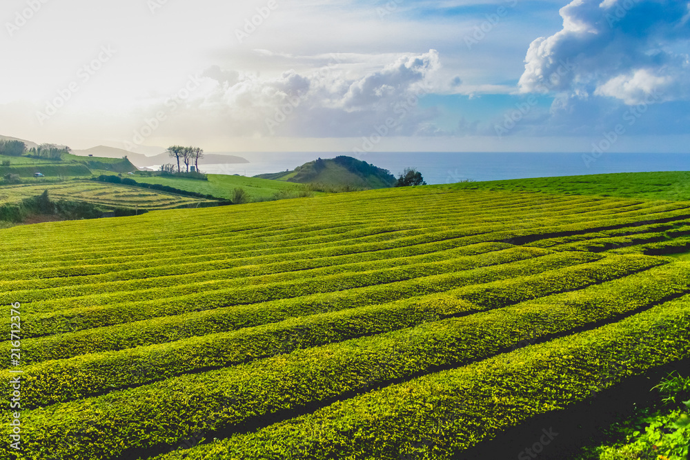 Tea plantation and gardens set in a beautiful location over the sea in Sao miguel azores, portugal.