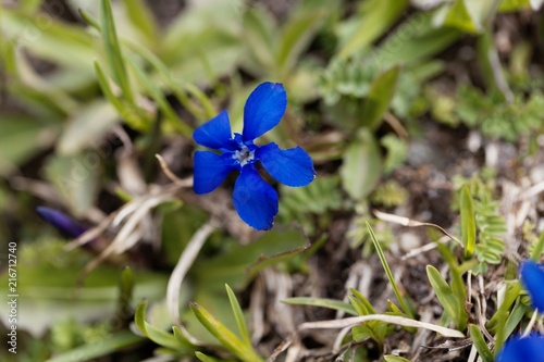Flowers of a round leaved gentian (Gentiana orbicularis)