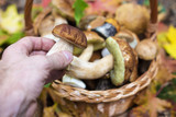Mushroom in hand on a background of a full basket with mushrooms. Collect mushrooms in autumn.