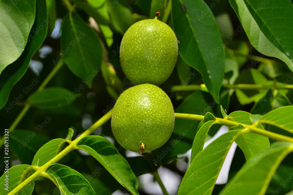 A pair of raw walnut on tree