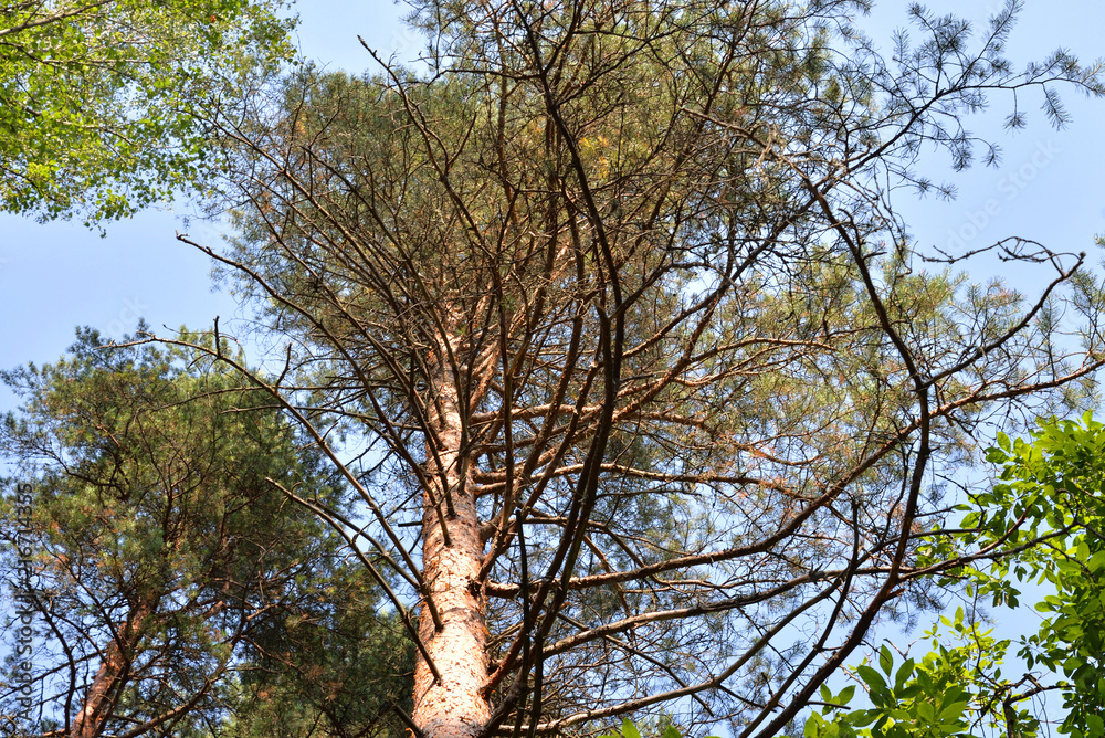 Obraz premium Pine tree at summer.