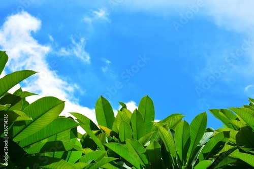 Green leaves against the sky in the summer