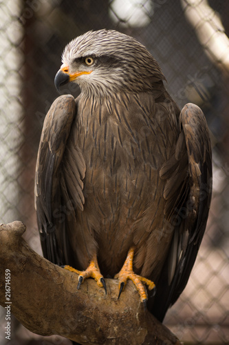 falcon in cage