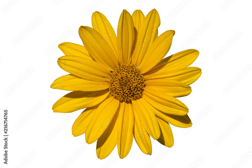 Heliopsis 'Light of Loddon' yellow flower isolated on white.