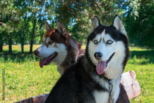 Two cute husky dogs. Portrait of Siberian husky in sunny park  on background green forest and blue sky