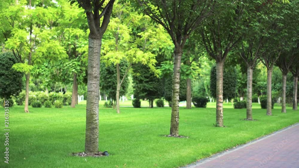 Direct path between trees in a park with green grass in the summer. A ...