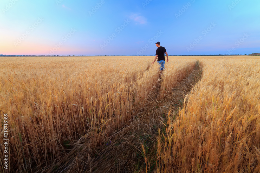 man in wheat field sunset / quiet sunset agriculture