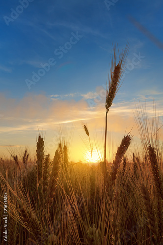 Wallpaper Mural wheat field / wheat field on the background cornfield Ukraine Torontodigital.ca