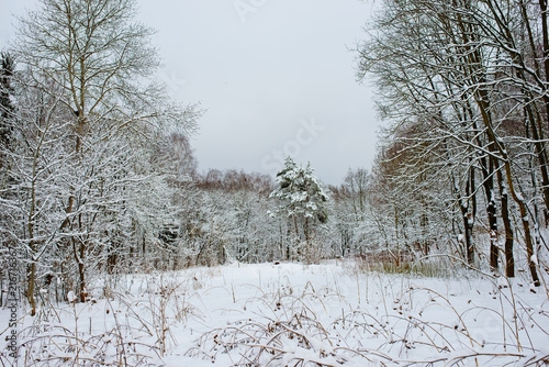 Wallpaper Mural Sunset in the wood between the trees strains in winter period Torontodigital.ca