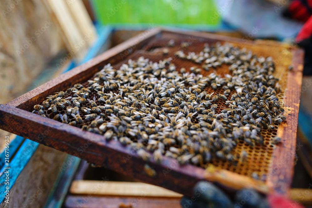 Beekeeper holding frame of honeycomb with bees Beekeeper holding frame of honeycomb with bees