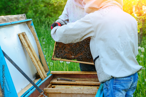 Two beekeepers work on an apiary. Summer